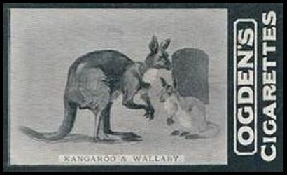 01OGIA2 7 Kangaroo and Wallaby.jpg